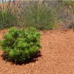 ECLATS DE BRIQUE Orange